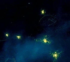 AVALON V3.3 100X – LUMINATOR