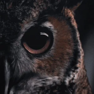 ' NIGHTEYE STRAINED ' THE OWL SPIRITS AFFINITY RITUALISTIC SUBLIMINAL - Zebul